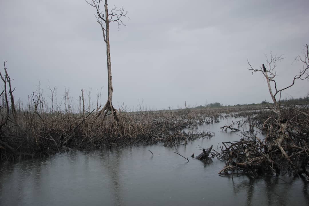 Oil companies must restore Niger Delta environment before divesting - HOMEF tells FG
