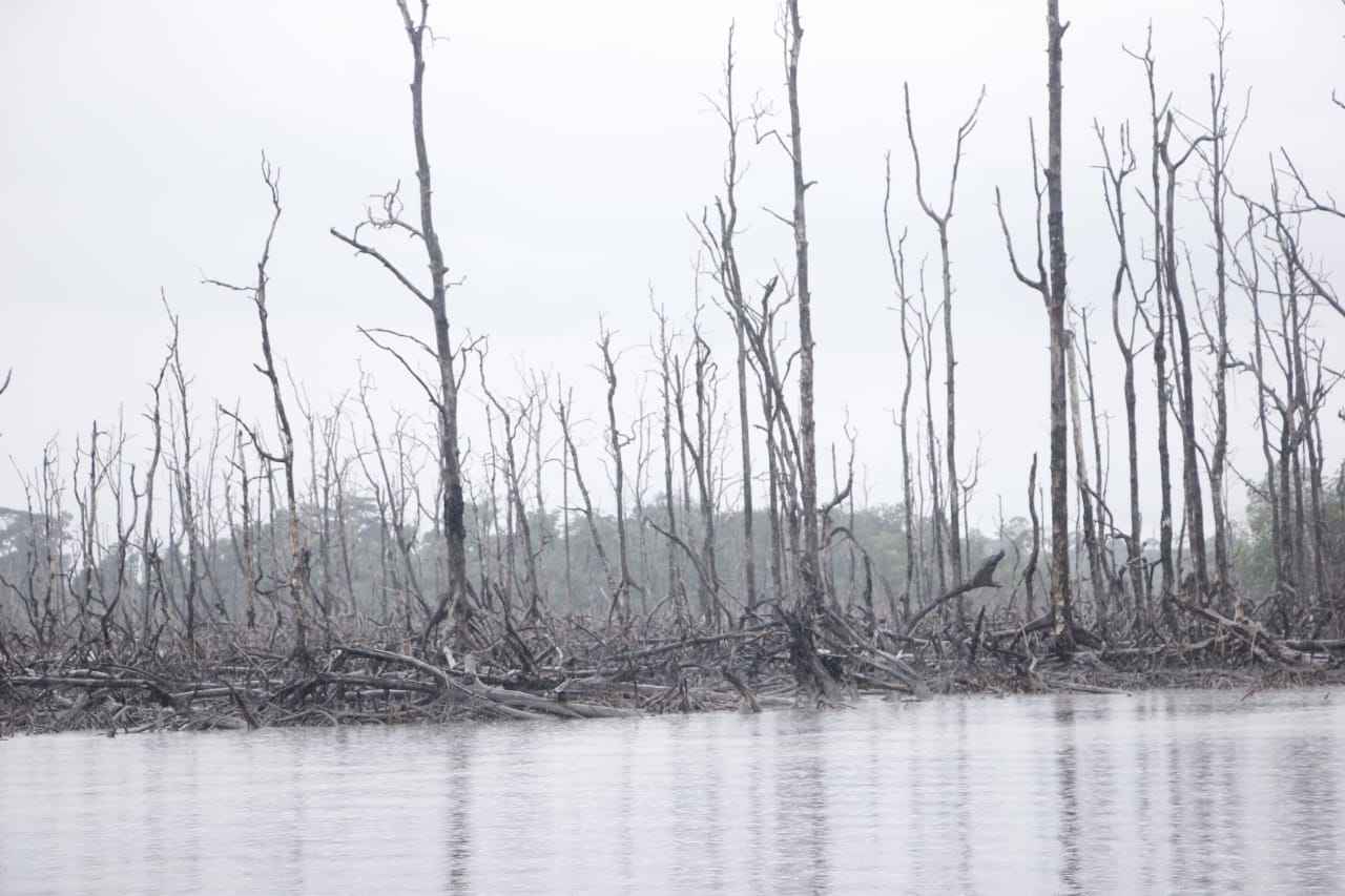 Poem of the week: The dying forest and the fallen mangroves in the Niger Delta 